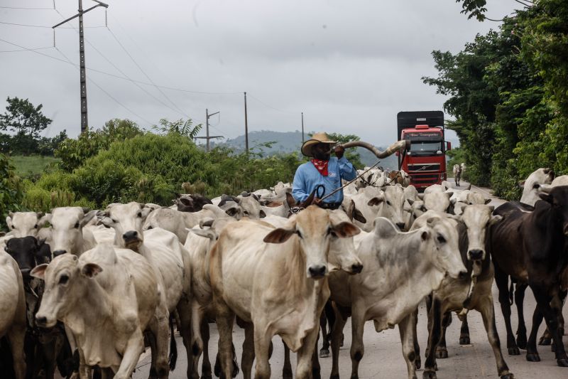  <div class='credito_fotos'>Foto: RODOLFO OLIVEIRA / ARQUIVO AG. PARÁ   |   <a href='/midias/2021/originais/10117_066bdde8-6942-822f-9d3d-a66b899b9d84.jpg' download><i class='fa-solid fa-download'></i> Download</a></div>