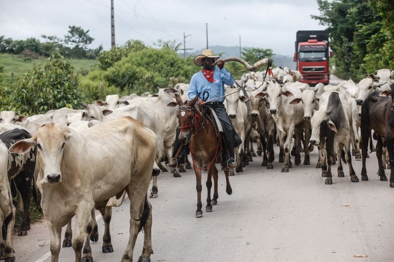  <div class='credito_fotos'>Foto: RODOLFO OLIVEIRA / ARQUIVO AG. PARÁ   |   <a href='/midias/2021/originais/10117_1cad12fd-8a85-def4-0b32-12368ff3cb7e.jpg' download><i class='fa-solid fa-download'></i> Download</a></div>