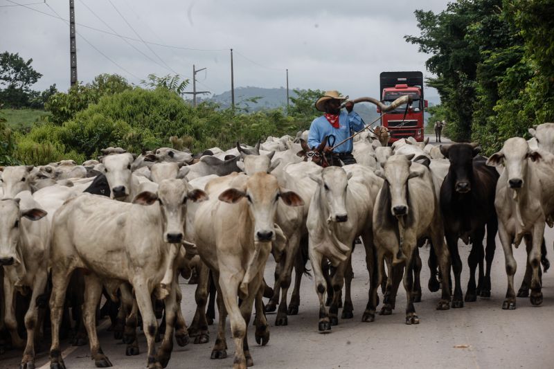  <div class='credito_fotos'>Foto: RODOLFO OLIVEIRA / ARQUIVO AG. PARÁ   |   <a href='/midias/2021/originais/10117_255c1ae4-db87-5e1a-3ef8-4550718a6790.jpg' download><i class='fa-solid fa-download'></i> Download</a></div>