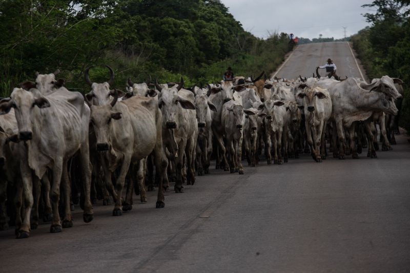  <div class='credito_fotos'>Foto: RODOLFO OLIVEIRA / ARQUIVO AG. PARÁ   |   <a href='/midias/2021/originais/10117_50067b61-dc10-9379-1a9d-01b2deb1c20b.jpg' download><i class='fa-solid fa-download'></i> Download</a></div>