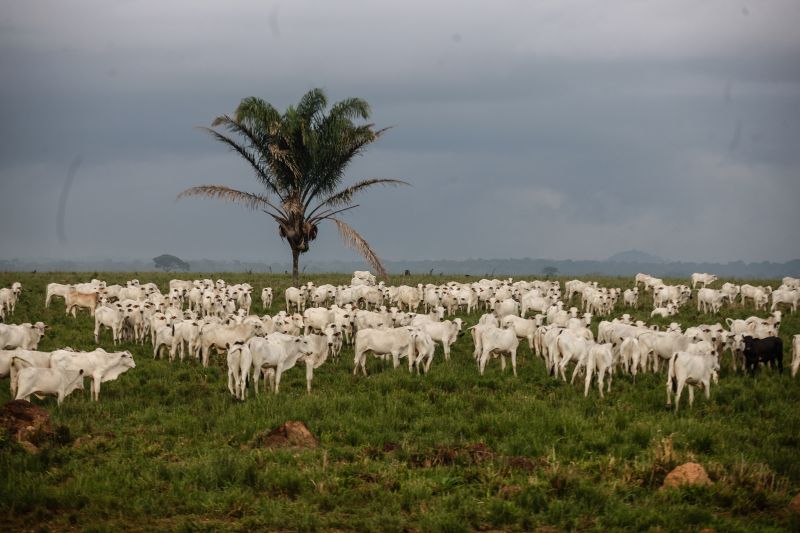  <div class='credito_fotos'>Foto: RODOLFO OLIVEIRA / ARQUIVO AG. PARÁ   |   <a href='/midias/2021/originais/10117_620baaf3-88f5-4ceb-6d5e-757c3318f370.jpg' download><i class='fa-solid fa-download'></i> Download</a></div>