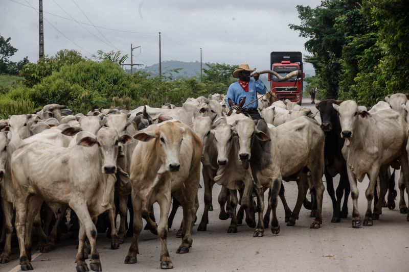  <div class='credito_fotos'>Foto: RODOLFO OLIVEIRA / ARQUIVO AG. PARÁ   |   <a href='/midias/2021/originais/10117_9921d6f0-8a90-488d-59a0-03e7a47614bc.jpg' download><i class='fa-solid fa-download'></i> Download</a></div>