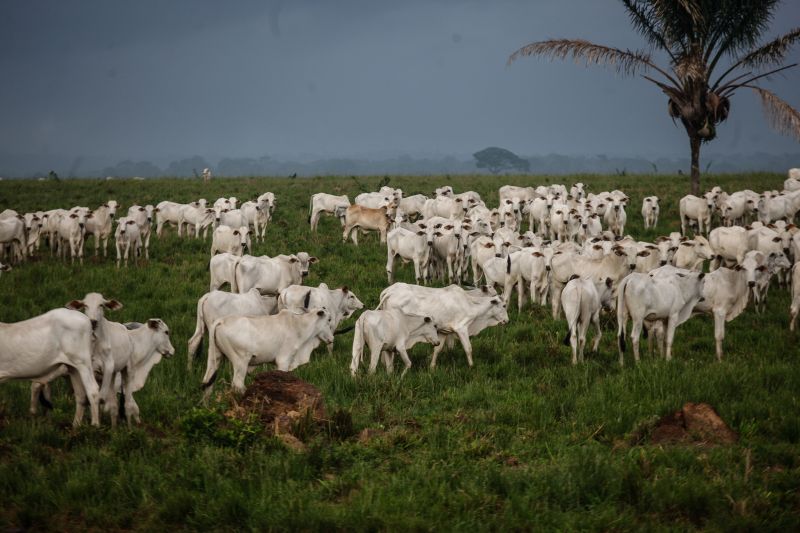  <div class='credito_fotos'>Foto: RODOLFO OLIVEIRA / ARQUIVO AG. PARÁ   |   <a href='/midias/2021/originais/10117_efbd6c9a-f094-1c6e-f062-ea3615b6b0e9.jpg' download><i class='fa-solid fa-download'></i> Download</a></div>