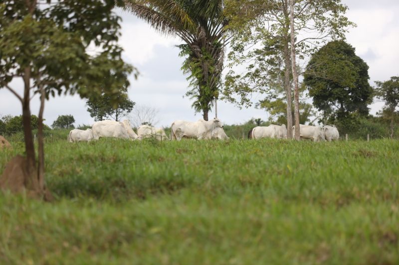 Adepará Agro, agricultura, pecuária <div class='credito_fotos'>Foto:    |   <a href='/midias/2021/originais/11449_40487856-1d3b-8ac5-cd69-49b223314ad9.jpg' download><i class='fa-solid fa-download'></i> Download</a></div>