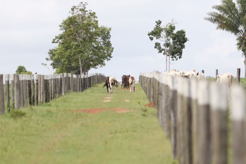 Adepará Agro, agricultura, pecuária <div class='credito_fotos'>Foto:    |   <a href='/midias/2021/originais/11449_f6266cdc-66e1-fae2-89a2-6a4d9d87370c.jpg' download><i class='fa-solid fa-download'></i> Download</a></div>