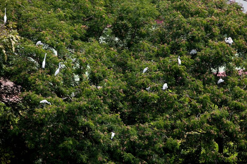  <div class='credito_fotos'>Foto: Bruno Cecim / Ag.Pará   |   <a href='/midias/2021/originais/7175_8efad2c8-a95f-a27c-3cee-3e878ac6be44.jpg' download><i class='fa-solid fa-download'></i> Download</a></div>