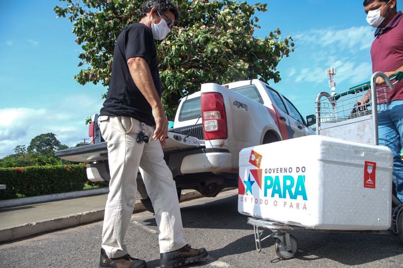 As 7.800 de vacina chegaram ao município de Santarém, na manhã desta terça-feira (2). Essa é a primeira parte de um total de 11.503 doses que serão enviadas pelo Governo do Estado para as regiões do Baixo Amazonas e Tocantins, para vacinar exclusivamente, idosos de 80 anos para mais.  <div class='credito_fotos'>Foto: Pedro Guerreiro / Ag. Pará   |   <a href='/midias/2021/originais/7267_7998cd67-8c00-a561-9dbf-515d2df3b7a2.jpg' download><i class='fa-solid fa-download'></i> Download</a></div>