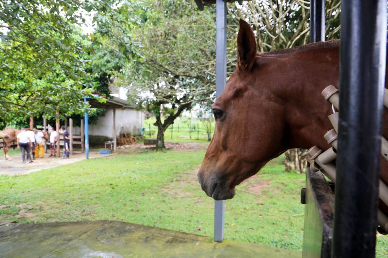  <div class='credito_fotos'>Foto: Bruno Cecim / Ag.Pará   |   <a href='/midias/2021/originais/7337_abaf8dd4-b7e2-a60b-2e0c-8122a4d9b60d.jpg' download><i class='fa-solid fa-download'></i> Download</a></div>