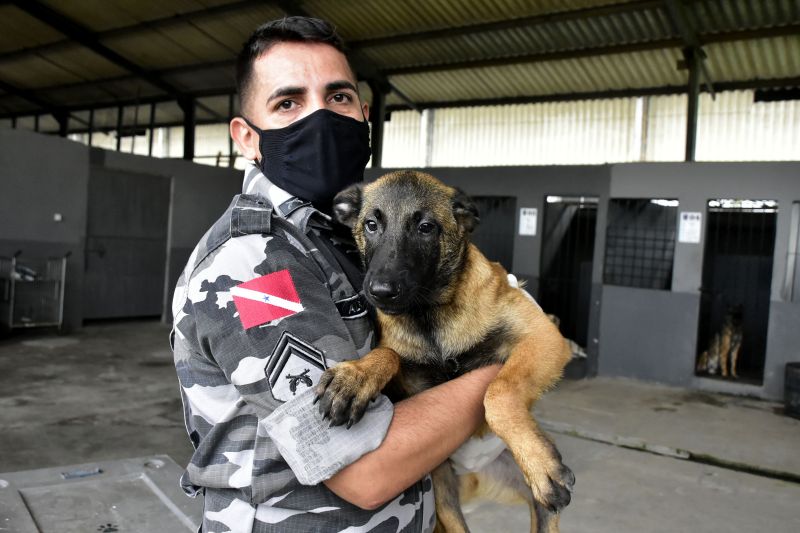 BelÃ©m, ParÃ¡, Brasil. DIA DO ANIMAL, BATALHÃƒO COM CÃƒES - 12/03/2021 <div class='credito_fotos'>Foto: Ricardo Amanajás / Ag. Pará   |   <a href='/midias/2021/originais/7426_1ade96d7-0542-02b0-3177-37c534c825d0.jpg' download><i class='fa-solid fa-download'></i> Download</a></div>