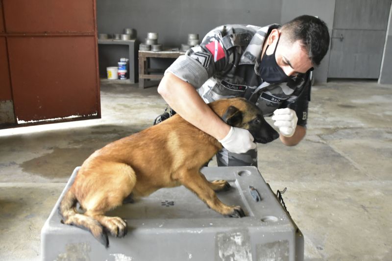 BelÃ©m, ParÃ¡, Brasil. DIA DO ANIMAL, BATALHÃƒO COM CÃƒES - 12/03/2021 <div class='credito_fotos'>Foto: Ricardo Amanajás / Ag. Pará   |   <a href='/midias/2021/originais/7426_73094cab-8696-7d87-c41f-a74f68484aa1.jpg' download><i class='fa-solid fa-download'></i> Download</a></div>