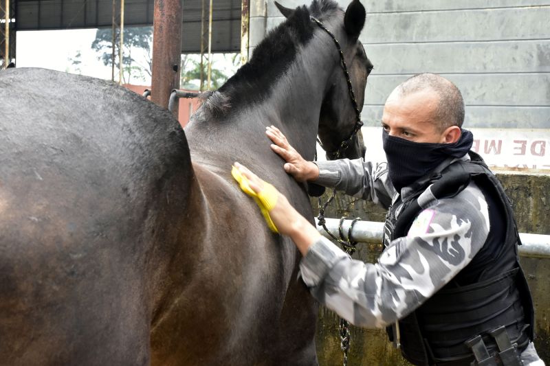 BelÃ©m, ParÃ¡, Brasil. DIA DO ANIMAL, BATALHÃƒO DA CAVALARIA - 12/03/2021 <div class='credito_fotos'>Foto: Ricardo Amanajás / Ag. Pará   |   <a href='/midias/2021/originais/7426_a580cde9-13c0-628c-2c81-624e7b47fc8e.jpg' download><i class='fa-solid fa-download'></i> Download</a></div>