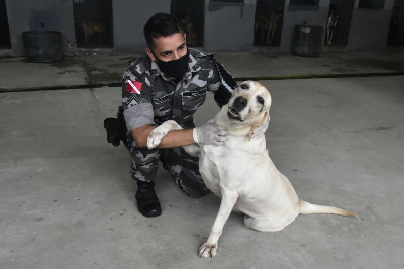 BelÃ©m, ParÃ¡, Brasil. DIA DO ANIMAL, BATALHÃƒO COM CÃƒES - 12/03/2021 <div class='credito_fotos'>Foto: Ricardo Amanajás / Ag. Pará   |   <a href='/midias/2021/originais/7426_c534ee9c-56f6-b543-a0f7-09caa4a4d0a3.jpg' download><i class='fa-solid fa-download'></i> Download</a></div>