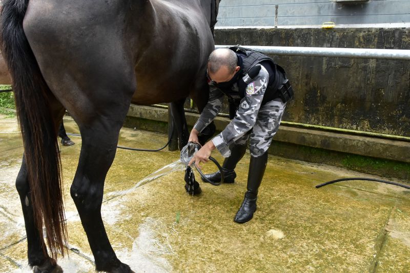 BelÃ©m, ParÃ¡, Brasil. DIA DO ANIMAL, BATALHÃƒO DA CAVALARIA - 12/03/2021 <div class='credito_fotos'>Foto: Ricardo Amanajás / Ag. Pará   |   <a href='/midias/2021/originais/7426_e2ef6306-bb58-739b-a2f5-8853f5e8efb8.jpg' download><i class='fa-solid fa-download'></i> Download</a></div>