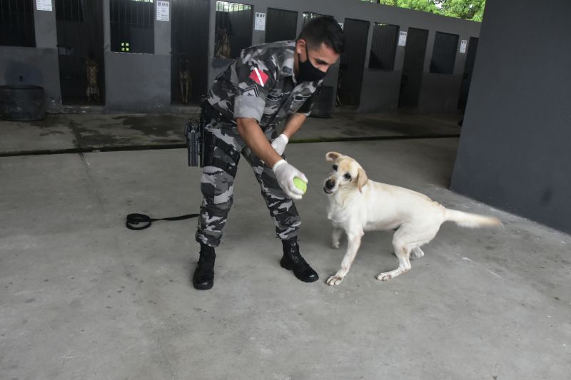 BelÃ©m, ParÃ¡, Brasil. DIA DO ANIMAL, BATALHÃƒO COM CÃƒES - 12/03/2021 <div class='credito_fotos'>Foto: Ricardo Amanajás / Ag. Pará   |   <a href='/midias/2021/originais/7426_e31c4c2c-06ce-f579-b07d-f1fe9380ace3.jpg' download><i class='fa-solid fa-download'></i> Download</a></div>