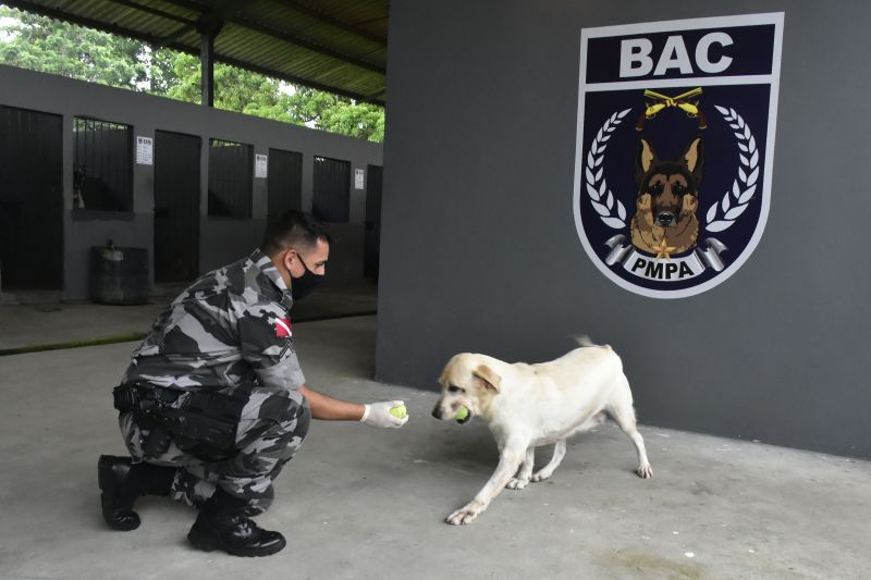 BelÃ©m, ParÃ¡, Brasil. DIA DO ANIMAL, BATALHÃƒO COM CÃƒES - 12/03/2021 <div class='credito_fotos'>Foto: Ricardo Amanajás / Ag. Pará   |   <a href='/midias/2021/originais/7426_e6854997-128e-56a8-d52d-4bc041893cd8.jpg' download><i class='fa-solid fa-download'></i> Download</a></div>