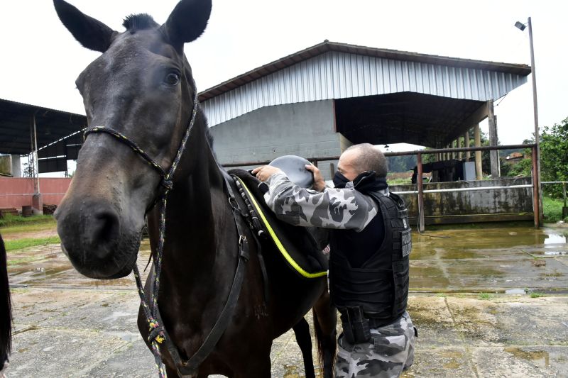 BelÃ©m, ParÃ¡, Brasil. DIA DO ANIMAL, BATALHÃƒO DA CAVALARIA - 12/03/2021 <div class='credito_fotos'>Foto: Ricardo Amanajás / Ag. Pará   |   <a href='/midias/2021/originais/7426_f75545f1-5fa8-9848-959c-f0f38bc34c2f.jpg' download><i class='fa-solid fa-download'></i> Download</a></div>