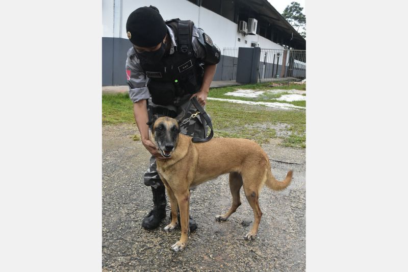 BelÃ©m, ParÃ¡, Brasil. DIA DO ANIMAL, BATALHÃƒO COM CÃƒES - 12/03/2021 <div class='credito_fotos'>Foto: Ricardo Amanajás / Ag. Pará   |   <a href='/midias/2021/originais/7426_f788a1af-daa6-b028-fad1-a0a53c3c7f77.jpg' download><i class='fa-solid fa-download'></i> Download</a></div>