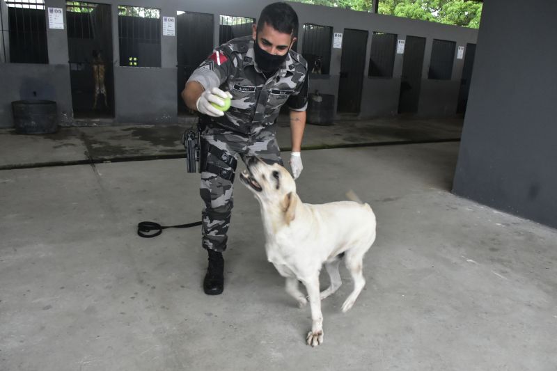 BelÃ©m, ParÃ¡, Brasil. DIA DO ANIMAL, BATALHÃƒO COM CÃƒES - 12/03/2021 <div class='credito_fotos'>Foto: Ricardo Amanajás / Ag. Pará   |   <a href='/midias/2021/originais/7426_fa6f7261-ac68-731b-706d-59cd7faa13ad.jpg' download><i class='fa-solid fa-download'></i> Download</a></div>