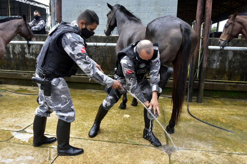 BelÃ©m, ParÃ¡, Brasil. DIA DO ANIMAL, BATALHÃƒO DA CAVALARIA - 12/03/2021 <div class='credito_fotos'>Foto: Ricardo Amanajás / Ag. Pará   |   <a href='/midias/2021/originais/7426_ff707978-3195-61f6-6b4c-f91d135ae25c.jpg' download><i class='fa-solid fa-download'></i> Download</a></div>