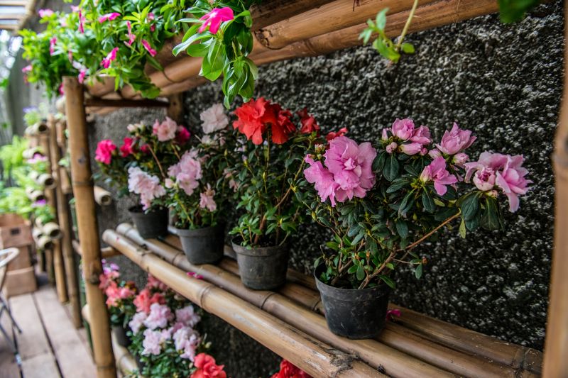 Mangal das Garças terá inauguração de floricultura no Dia das Mães


FOTOS: Uchôa Silva / Pará2000 <div class='credito_fotos'>Foto: Uchôa Silva / Pará2000   |   <a href='/midias/2021/originais/8599_6e3c7180-662d-3d07-000e-dd5a57494d45.jpg' download><i class='fa-solid fa-download'></i> Download</a></div>