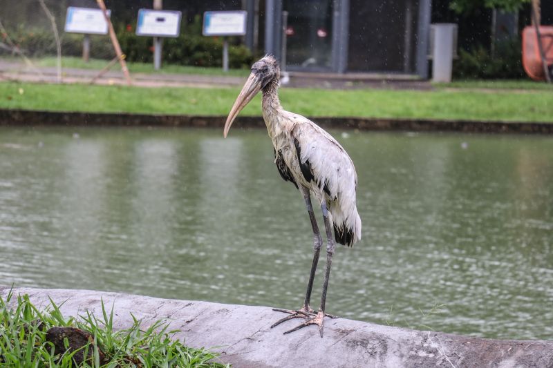  <div class='credito_fotos'>Foto: Rodrigo Pinheiro / Ag.Pará   |   <a href='/midias/2021/originais/8633_25aa476f-60c6-69e3-7f37-a3c2004b3129.jpg' download><i class='fa-solid fa-download'></i> Download</a></div>