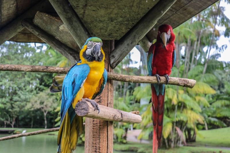  <div class='credito_fotos'>Foto: Rodrigo Pinheiro / Ag.Pará   |   <a href='/midias/2021/originais/8633_69de3850-0742-6f00-2ef7-8e47bde31847.jpg' download><i class='fa-solid fa-download'></i> Download</a></div>