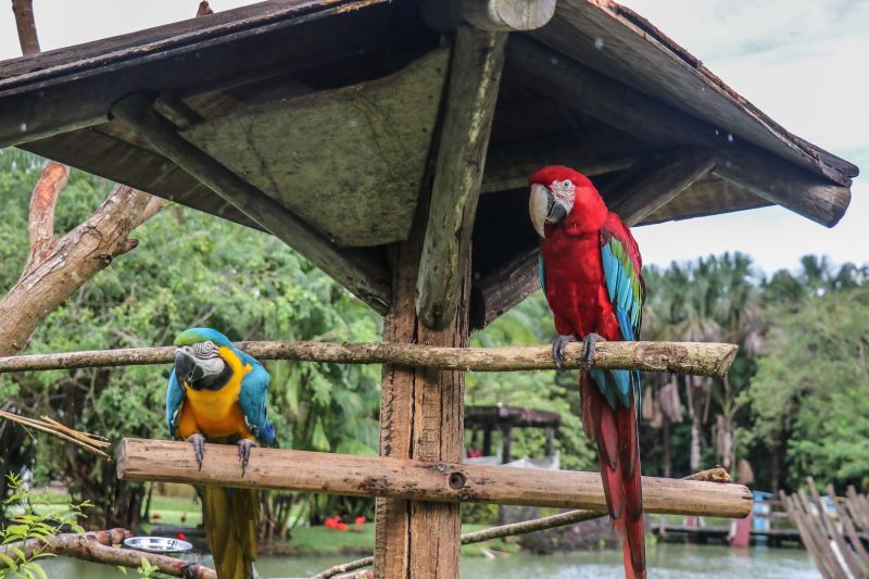  <div class='credito_fotos'>Foto: Rodrigo Pinheiro / Ag.Pará   |   <a href='/midias/2021/originais/8633_8e91e6a1-ffea-fecd-a13e-c10b6ad747ce.jpg' download><i class='fa-solid fa-download'></i> Download</a></div>