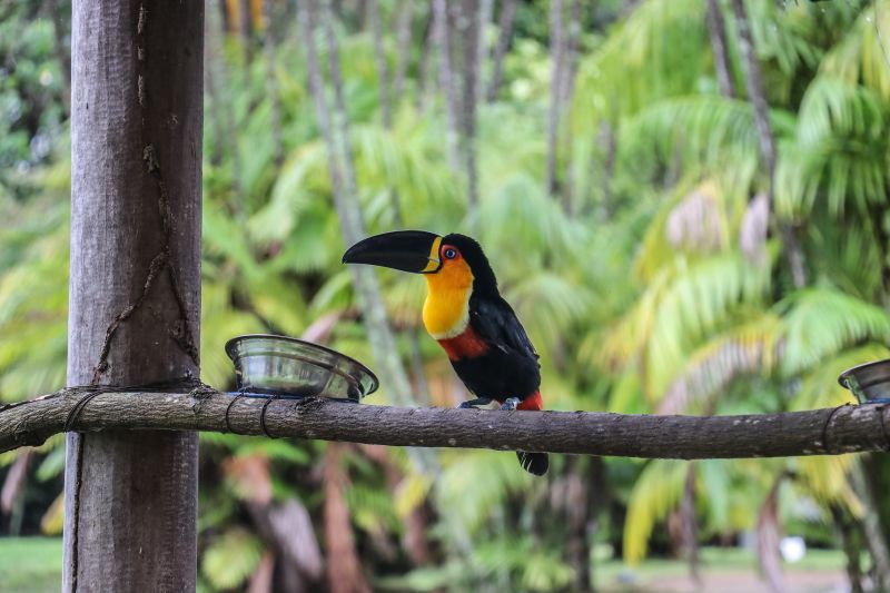  <div class='credito_fotos'>Foto: Rodrigo Pinheiro / Ag.Pará   |   <a href='/midias/2021/originais/8633_edc631ef-ed5c-c7eb-0e9b-4d7167107db2.jpg' download><i class='fa-solid fa-download'></i> Download</a></div>