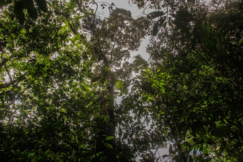 O projeto Flora do Utinga, parceria entre o Instituto de Desenvolvimento Florestal e da Biodiversidade do Estado do ParÃ¡ (Ideflor-Bio) e o Museu Paraense EmÃ­lio Goeldi (MPEG), identifica Ã¡rvores no Parque Estadual que podem atingir atÃ© 40 metros de altura e 100 centÃ­metros de diÃ¢metro, o que Ã© considerado um porte gigantesco. <div class='credito_fotos'>Foto: Marcelo Seabra / Ag. Pará   |   <a href='/midias/2021/originais/8643_0dc0cc3b-1574-821f-fbf4-bf3dec845835.jpg' download><i class='fa-solid fa-download'></i> Download</a></div>