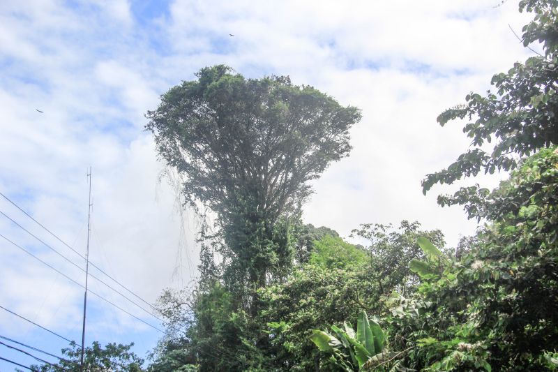 O projeto Flora do Utinga, parceria entre o Instituto de Desenvolvimento Florestal e da Biodiversidade do Estado do ParÃ¡ (Ideflor-Bio) e o Museu Paraense EmÃ­lio Goeldi (MPEG), identifica Ã¡rvores no Parque Estadual que podem atingir atÃ© 40 metros de altura e 100 centÃ­metros de diÃ¢metro, o que Ã© considerado um porte gigantesco. <div class='credito_fotos'>Foto: Marcelo Seabra / Ag. Pará   |   <a href='/midias/2021/originais/8643_5a6b9977-12e9-9c6c-5f68-019030e2e11a.jpg' download><i class='fa-solid fa-download'></i> Download</a></div>