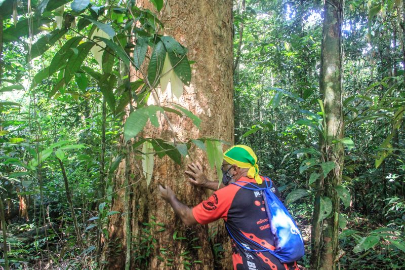 O projeto Flora do Utinga, parceria entre o Instituto de Desenvolvimento Florestal e da Biodiversidade do Estado do ParÃ¡ (Ideflor-Bio) e o Museu Paraense EmÃ­lio Goeldi (MPEG), identifica Ã¡rvores no Parque Estadual que podem atingir atÃ© 40 metros de altura e 100 centÃ­metros de diÃ¢metro, o que Ã© considerado um porte gigantesco. <div class='credito_fotos'>Foto: Marcelo Seabra / Ag. Pará   |   <a href='/midias/2021/originais/8643_afb8f455-bff0-4d6a-68e4-0309cba74f2a.jpg' download><i class='fa-solid fa-download'></i> Download</a></div>