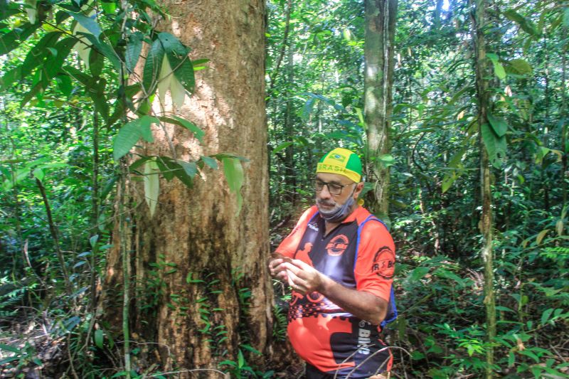 O projeto Flora do Utinga, parceria entre o Instituto de Desenvolvimento Florestal e da Biodiversidade do Estado do ParÃ¡ (Ideflor-Bio) e o Museu Paraense EmÃ­lio Goeldi (MPEG), identifica Ã¡rvores no Parque Estadual que podem atingir atÃ© 40 metros de altura e 100 centÃ­metros de diÃ¢metro, o que Ã© considerado um porte gigantesco. <div class='credito_fotos'>Foto: Marcelo Seabra / Ag. Pará   |   <a href='/midias/2021/originais/8643_dc7e228e-20e5-d1c1-4477-9cf200aab348.jpg' download><i class='fa-solid fa-download'></i> Download</a></div>