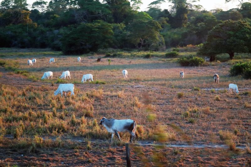  <div class='credito_fotos'>Foto: Bruno Cecim / Ag.Pará   |   <a href='/midias/2021/originais/8905_c36d1af5-2d74-83ad-daef-9adb9e0b4342.jpg' download><i class='fa-solid fa-download'></i> Download</a></div>