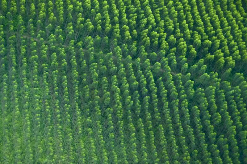 Projeto de reflorestamento em Monte Dourado - PA