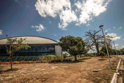 galeria: SAMAUMEIRA DO HANGAR