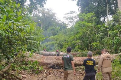 notícia: Amazônia Viva encerra a 17ª operação de combate a ilícitos ambientais