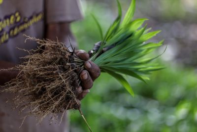 notícia: Projeto de crédito rural da Emater incentiva açaí irrigado no arquipélago do Marajó 