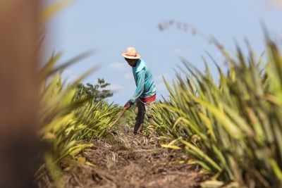 galeria: ASSINATURA DA CÉDULA DE CRÉDITO COM A COOPERATIVA DOS AGRICULTORES DE Abacaxi Floresta do Araguaia