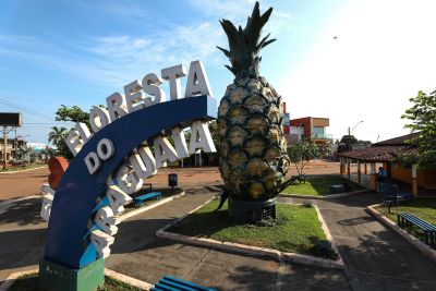 notícia: Floresta do Araguaia se destaca nacionalmente com a produção de abacaxi