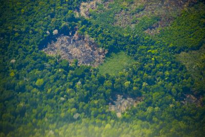notícia: Pará registra redução de 34% nos alertas de desmatamento em novembro
