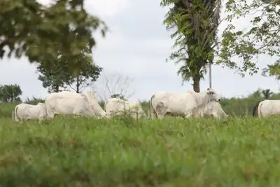 notícia: Adepará alerta para encerramento da campanha de atualização cadastral