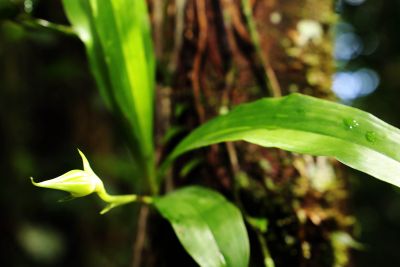 galeria: Biodiversidade - Flora no Parque do Utinga