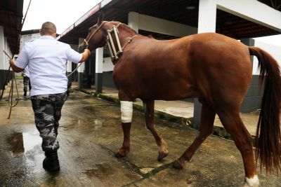 galeria: Infraestrutura Veterinária - PM