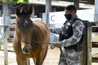notícia: Animais recebem cuidados e auxiliam no combate a criminalidade no Pará