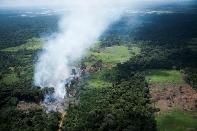 notícia: Pará vai implementar modelo de restauração florestal com créditos de carbono