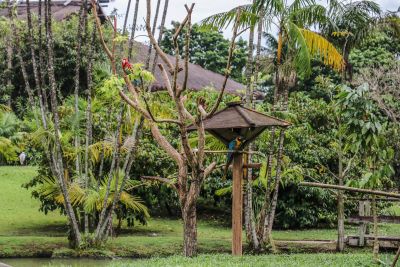 galeria: Nova ilha de aves do Mangal das Garças preserva e amplia a biodiversidade amazônica
