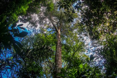 galeria: Parceria entre Ideflor-Bio e Museu Goeldi mapeia árvores gigantes no Parque do Utinga