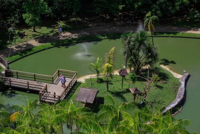 notícia: Parque Zoobotânico Mangal das Garças é opção de lazer e passeio ao ar livre neste mês de julho