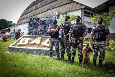 notícia: Batalhão com Cães da PM se prepara para ter a primeira maternidade canina