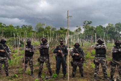 notícia: Polícia Militar localiza plantação com 25 mil pés de maconha na zona rural de Tailândia